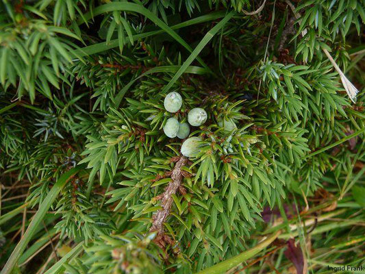 Juniperus communis ssp. alpina / Zwerg-Wacholder