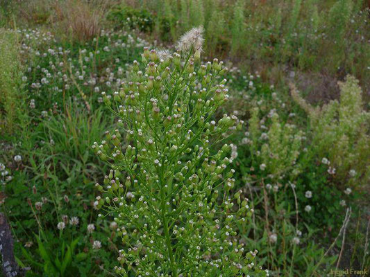 Conyza spec. / Katzenschweif-Arten