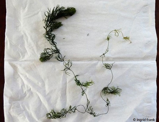 Ceratophyllum spec. (6 Arten)