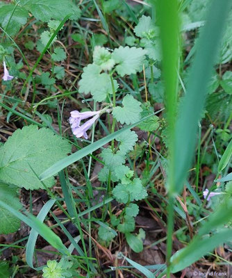 Glechoma hederacea / Gewöhnlicher Gundermann (15.05.2026; Trentino, Valsugana)