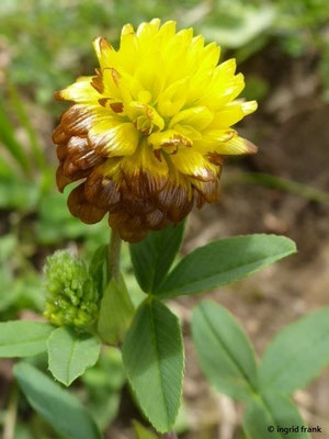 Trifolium badium / Braun-Klee