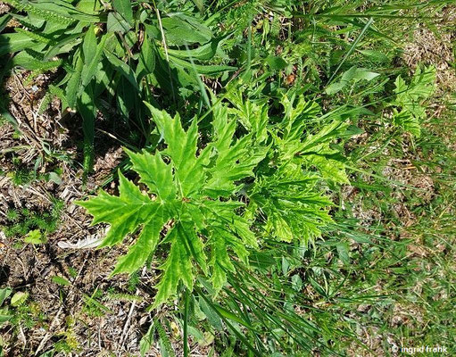 22.05.2026 - NSG Heiden zwischen Lonsee und Amstetten