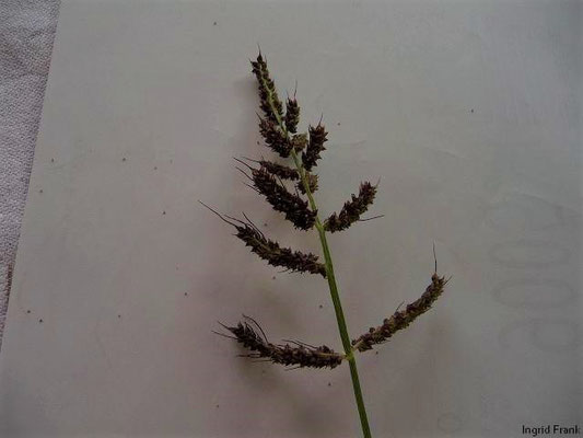 Echinochloa crus-galli - Gewöhnliche Hühnerhirse