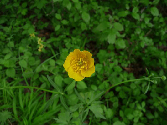 Ranunculus acris ssp. acris / Gewöhnlicher Scharfer Hahnenfuß    (02.05.2011; Metelisweiher bei Obereschach / Bodenseebecken/Westallgäuer Hügelland)
