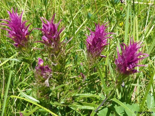 Melampyrum arvense / Acker-Wachtelweizen