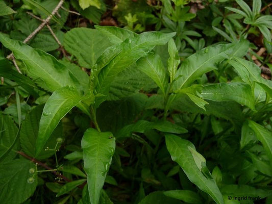 Persicaria hydropiper / Wasserpfeffer, Pfeffer-Knöterich