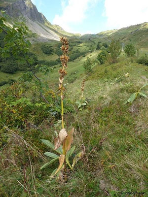 Gentiana lutea / Gelber Enzian    VI-VIII