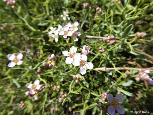 Ptilotrichum spinosum - Strauch-Steinkraut (Heimat: Westl. Mittelmeergebiet / Botanischer Garten Universität Würzburg)