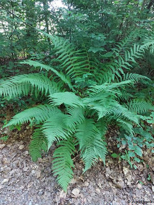 Dryopteris filix-mas - Gewöhnlicher Wurmfarn 