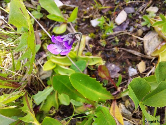 Pinguicula vulgaris / Echtes Fettkraut    V-VI