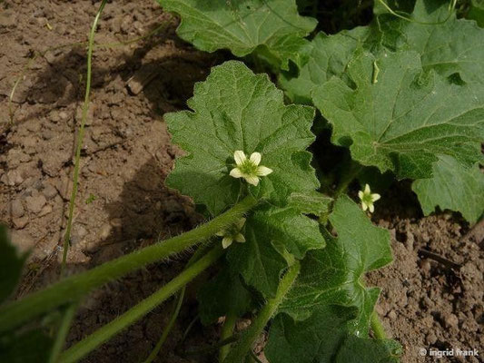 Bryonia alba / Weiße Zaunrübe (08.05.2015; Botanischer Garten Dresden)