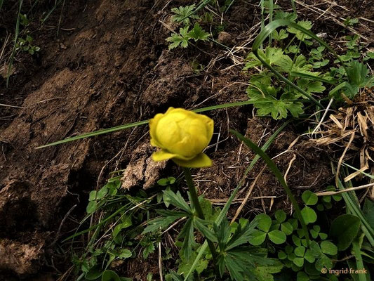 Trollius europaeus - Trollblume