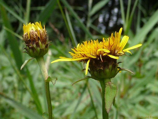 Inula salicina / Weidenblättriger alant