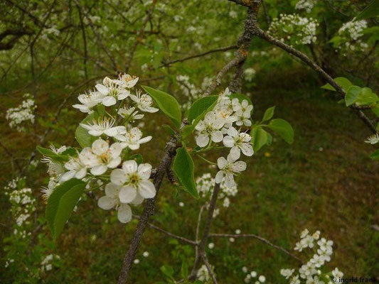 27.04.2015 - Botanischer Garten Ulm