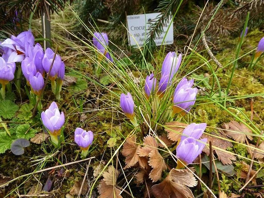 Crocus sieberi / Sieber-Krokus (12.03.2018; Botanischer Garten München-Nymphenburg)