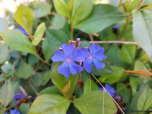 Ceratostigma plumbaginoides / Chinesische Bleiwurz