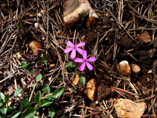 Saponaria ocymoides / Rotes Seifenkraut