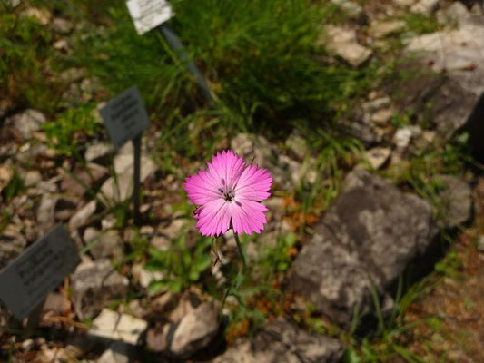 Dianthus banaticus / Banater Nelke (24.05.2012; Botanischer Garten Leipzig)