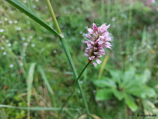 Bistorta officinalis / Schlangen-Wiesenknöterich   (27.06.2024; Steiermark, Ramsau)
