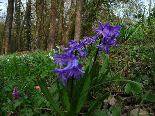 Hyacinthus orientalis / Garten-Hyazinthe