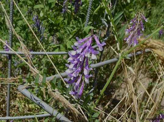 Vicia villosa / Zottel-Wicke  (20.06.2022; Botanischer Garten der Universität Konstanz)