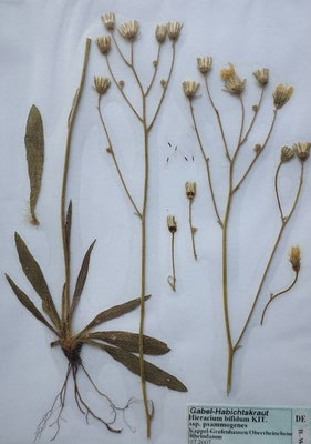 Hieracium bifidum / Gabel-Habichtskraut    V-VII    (Herbarium Dr. Wolf von Thun)