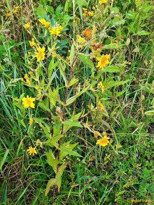 Guizotia abyssinica - Abessinisches Ramtillkraut, Nigersaat