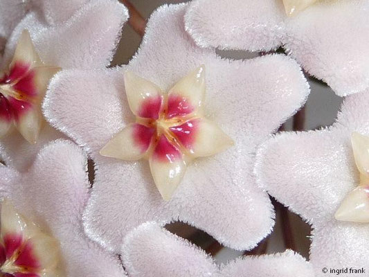 Hoya carnosa - Wachsblume (Eigene Zierpflanze / Heimat: M-China bis Australien)