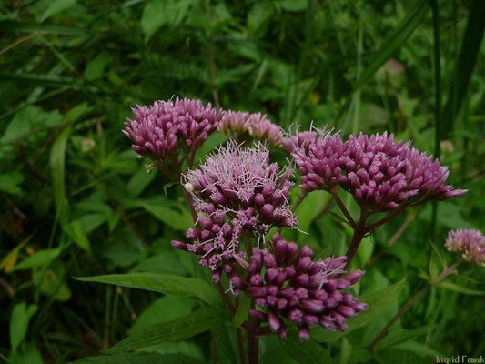 19.07.2011-Eupatorium cannabinum - Gewöhnlicher Wasserdost, Kunigundenkraut