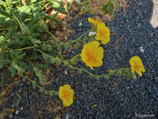 Helianthemum nummularium ssp. grandiflorum / Großblütiges Sonnenröschen (Botanischer Garten Leipzig)