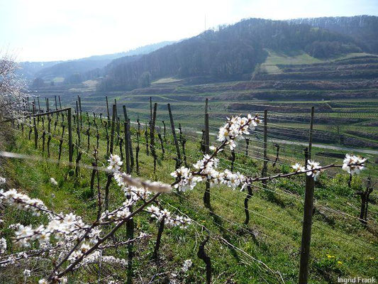 Prunus spinosa / Schlehe   (29.03.2014; Badbergpfad bei Oberbergen)
