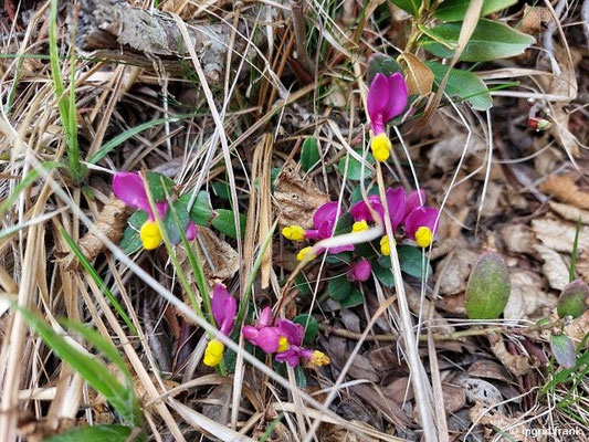 Polygala chamaebuxus / Buchsblättrige Kreuzblume