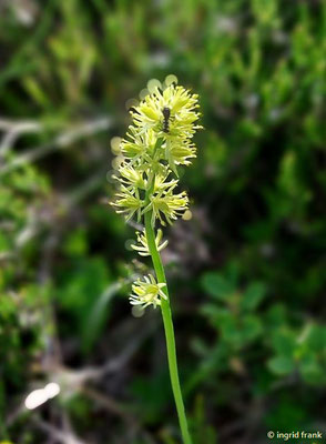 Tofieldia calyculata / Kelch-Simsenlilie