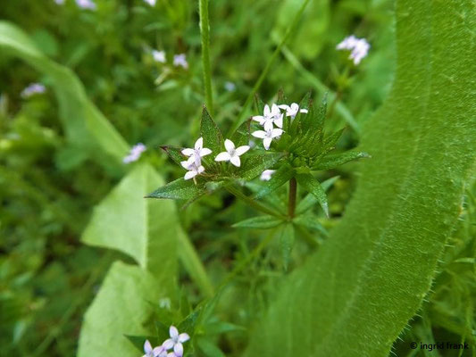 Sherardia arvensis / Ackerröte     (03.05.2019; Italien, Toskana, bei Bibbona)