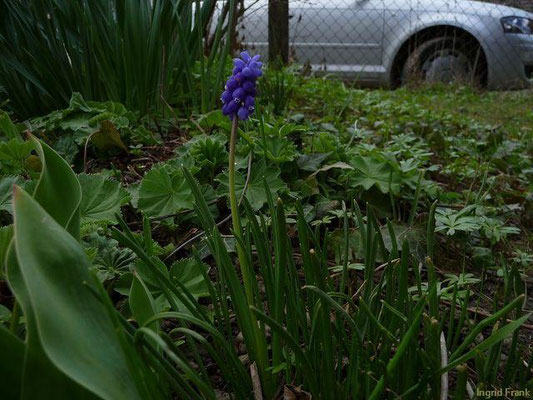 13.04.2010-Muscari botryoides - Kleine Traubenhyazinthe