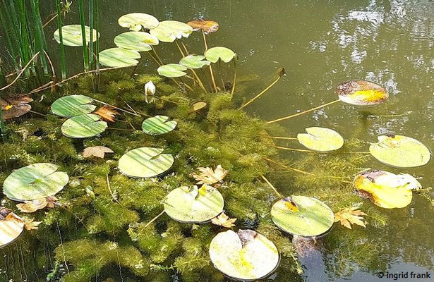 Nymphaea candida / Kleine Seerose  (02.07.2023; Botanischer Garten Universität Heielberg)