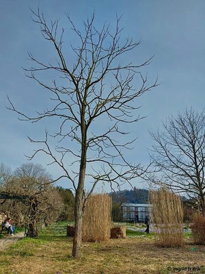 Gymnocladus dioicus / Amerikanischer Geweihbaum (22.02.2023; Weinheim, Schau- und Sichtungsgarten Hermannshof)