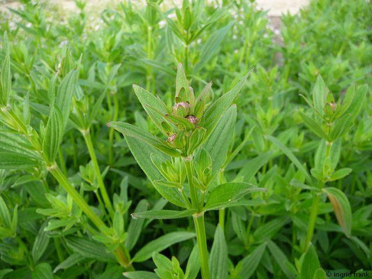 Galium rubioides / Krappartiges Labkraut (05.05.2014; Botanischer Garten Berlin)