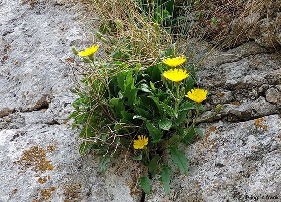 Hieracium humile - Niedriges Habichtskraut