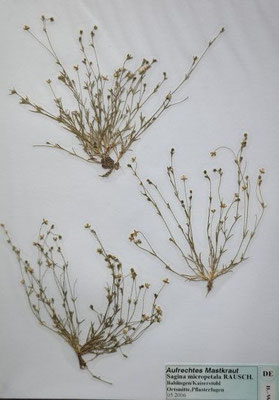 Sagina micropetala / Aufrechtes Mastkraut    IV-VII    (Herbarium Dr. Wolf von Thun)
