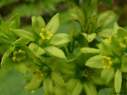 Veratrum album ssp. Lobelianum / Grüner Germer
