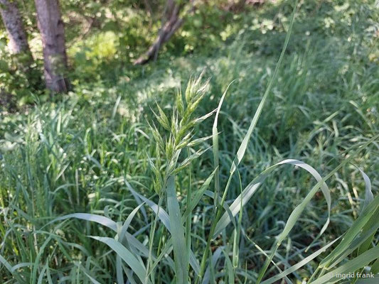 Bromus hordeaceus / Weiche Trespe  V-VII(-X)