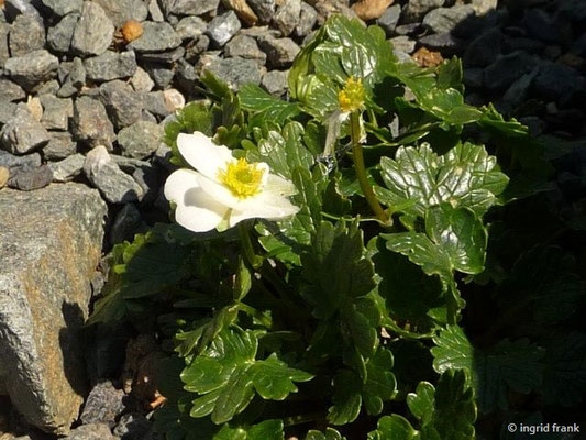 Ranunculus alpestris - Alpen-Hahnenfuß