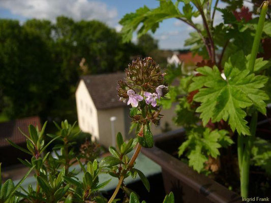 03.06.2013-Thymus pulegioides - Feld-Thymian, Quendel