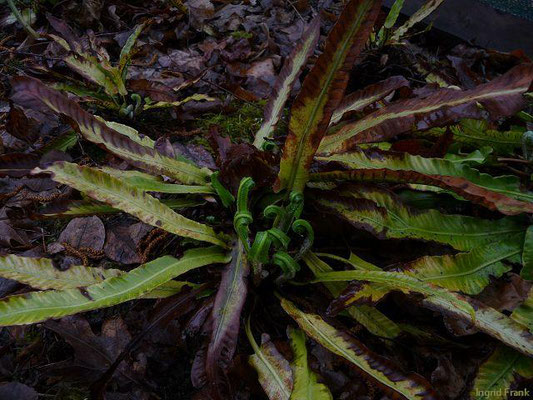 Asplenium scolopendrium / Hirschzunge    VII-VIII