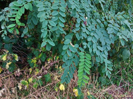 15.07.2023: Robinia pseudoacacia / Robinie