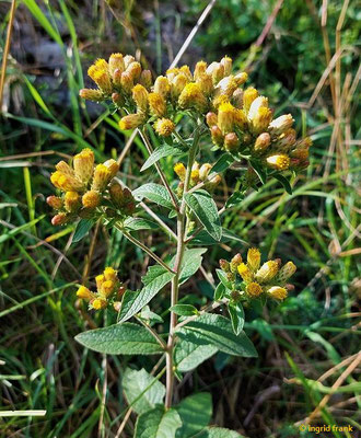 Inula conyzae / Dürrwurz   (26.07.2023; Auf dem Übersberg bei Pfullingen)