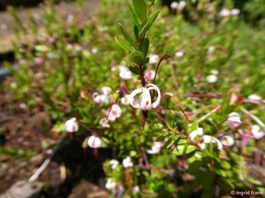 Vaccinium macrocarpon / Großfrüchtige Moosbeere, Cranberry
