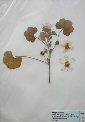 Malva neglecta / Weg-Malve (06/2004; Köndringen, Schwarzbaldvorberge)   (Herbarium Dr. Wolf von Thun)