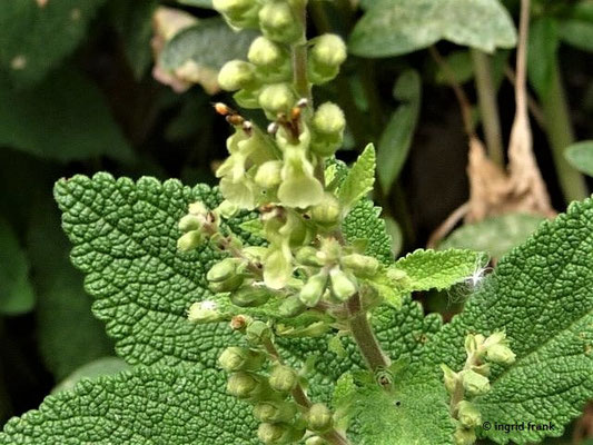 Teucrium scorodonia / Salbei-Gamander